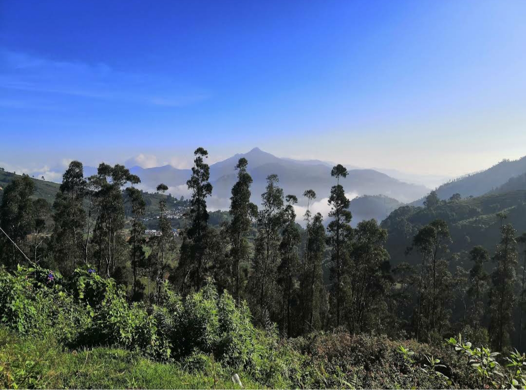 Cottages in Kodaikanal