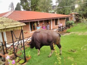 Hammock Cottages in Kodaikanal